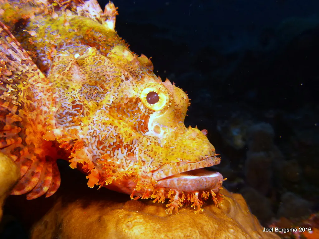 Scorpionfish, Komodo, 2016