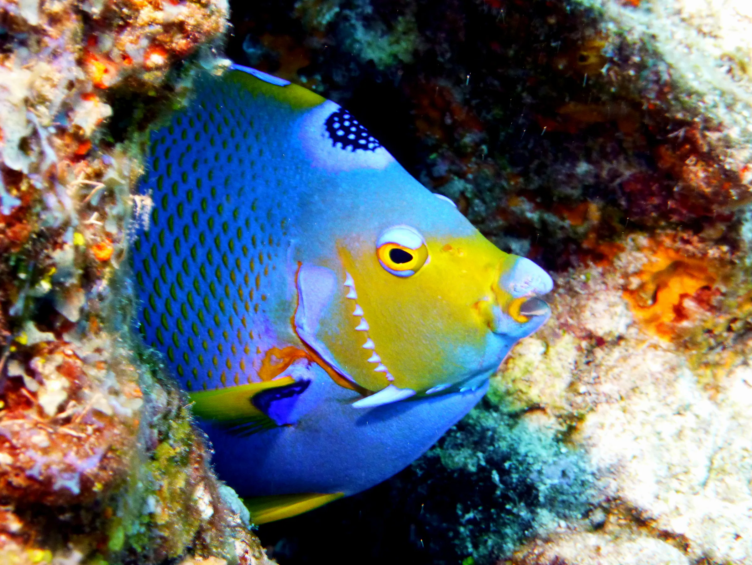 Angelfish, Cozumel, 2013