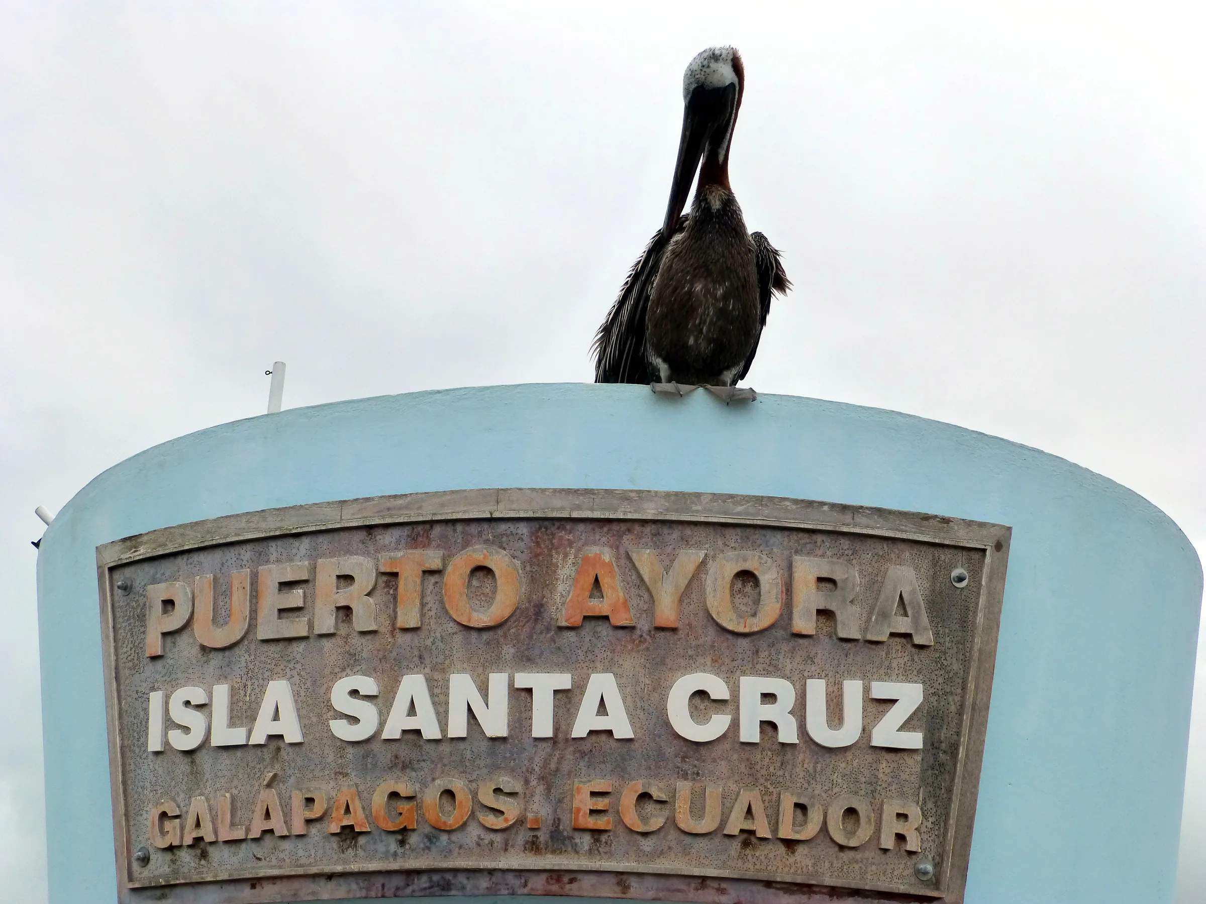 A Brown Pelican stands watch over the welcome to Puerto Ayora harbor sign.