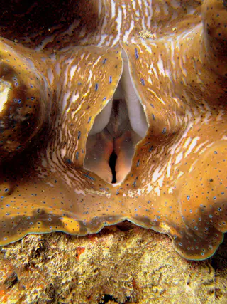 Inhalant siphon of a Giant Clam.  White Gills can be seen through the inhalant siphon.  See Paul Humann, et al, Reef Creature Identification - Tropical Pacific (2010) at page 390.
