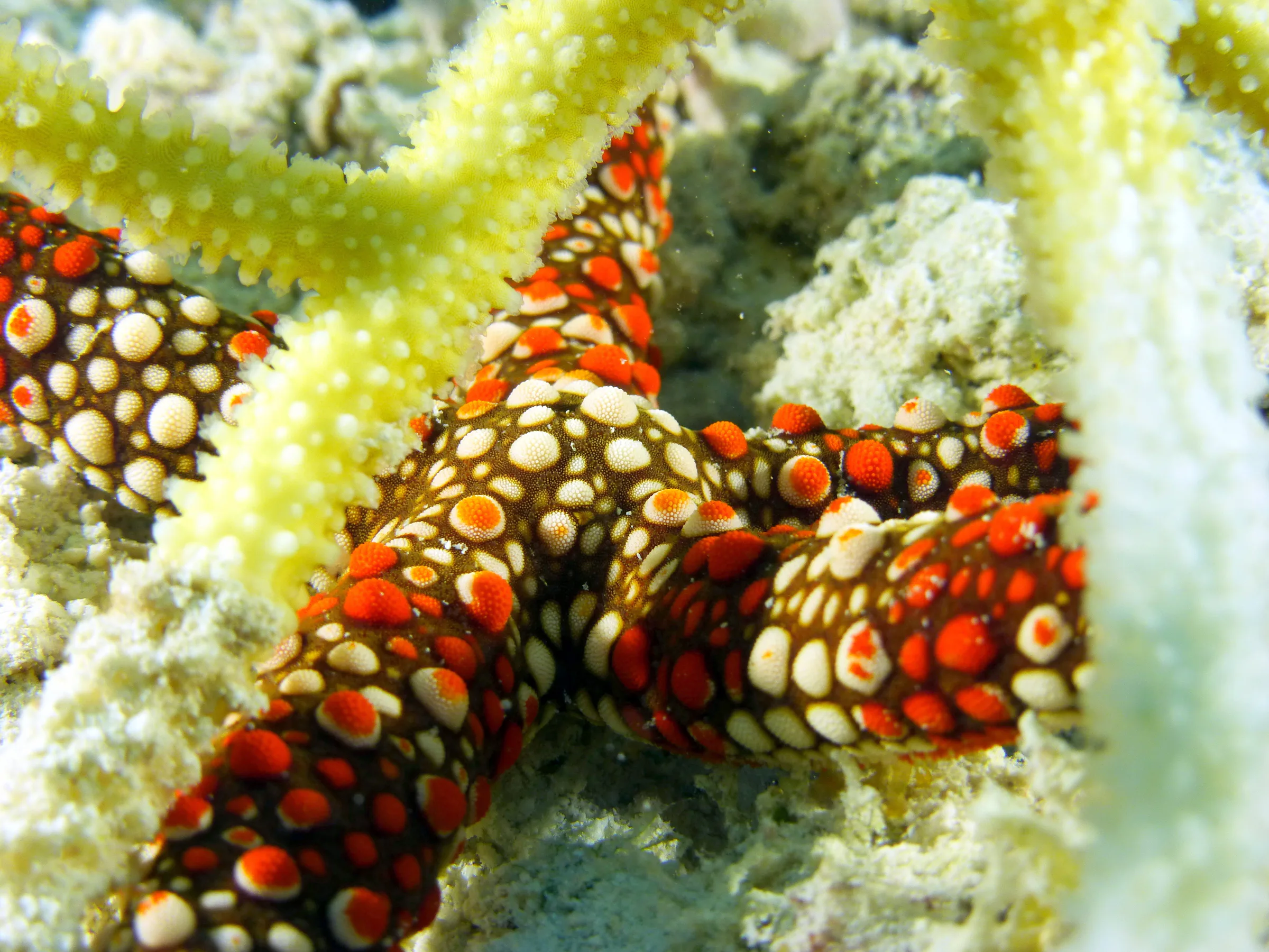 Sea Star, Palau, 2016