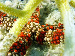 Underwater photograph by Joel Bergsma