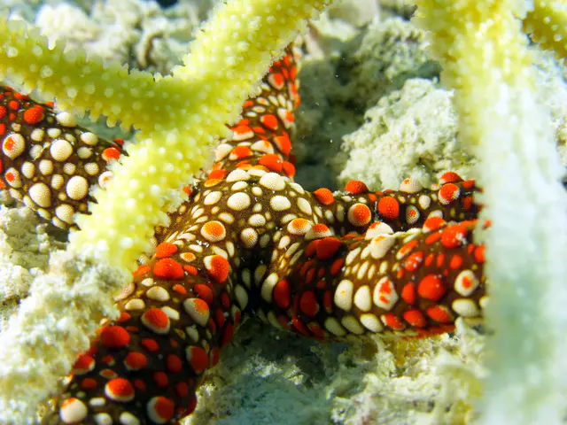 Underwater photograph by Joel Bergsma
