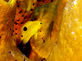 Underwater photograph by Joel Bergsma