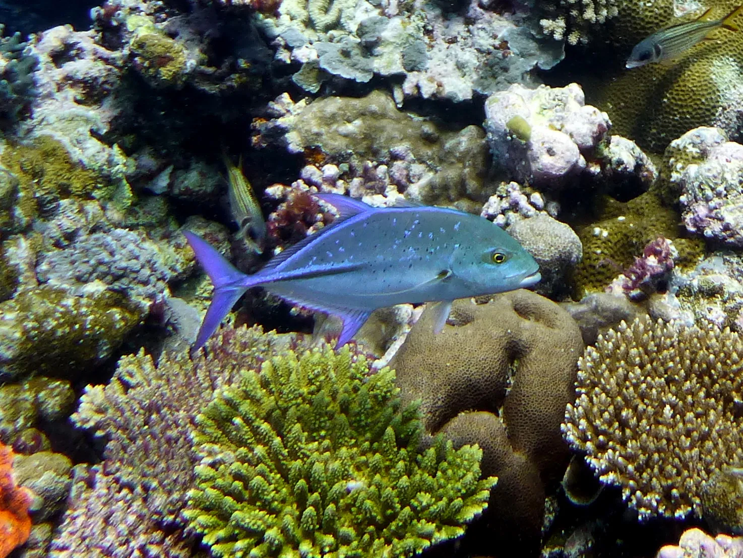 Trevally, Palau, 2013