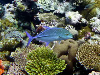 Underwater photograph by Joel Bergsma