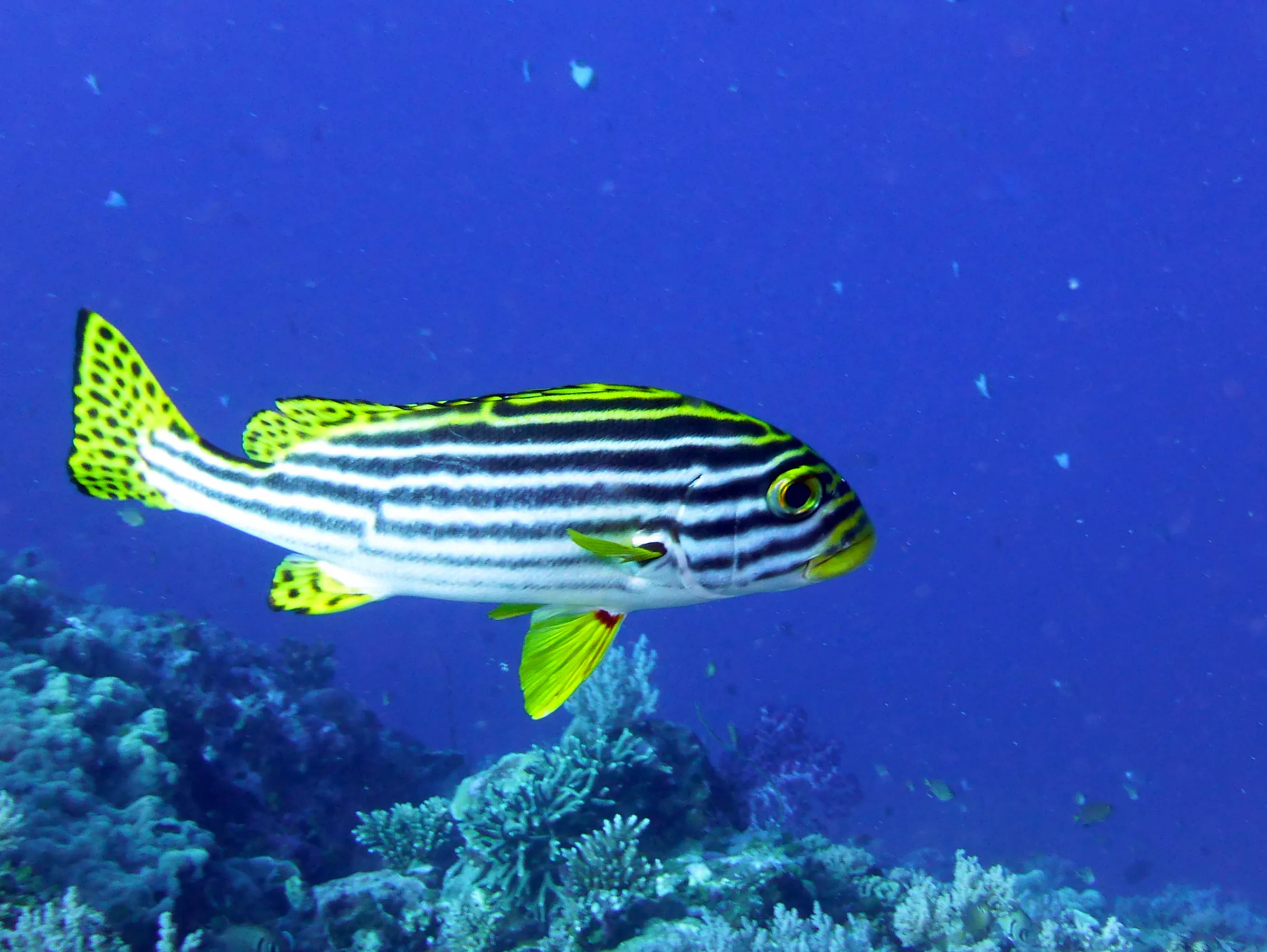 An Oriental Sweetlips.  Gerald Allen, et al, Reef Fish Identification - Tropical Pacific (2003), page 170.