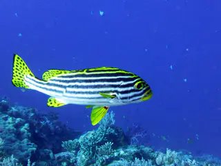 An Oriental Sweetlips.  Gerald Allen, et al, Reef Fish Identification - Tropical Pacific (2003), page 170.