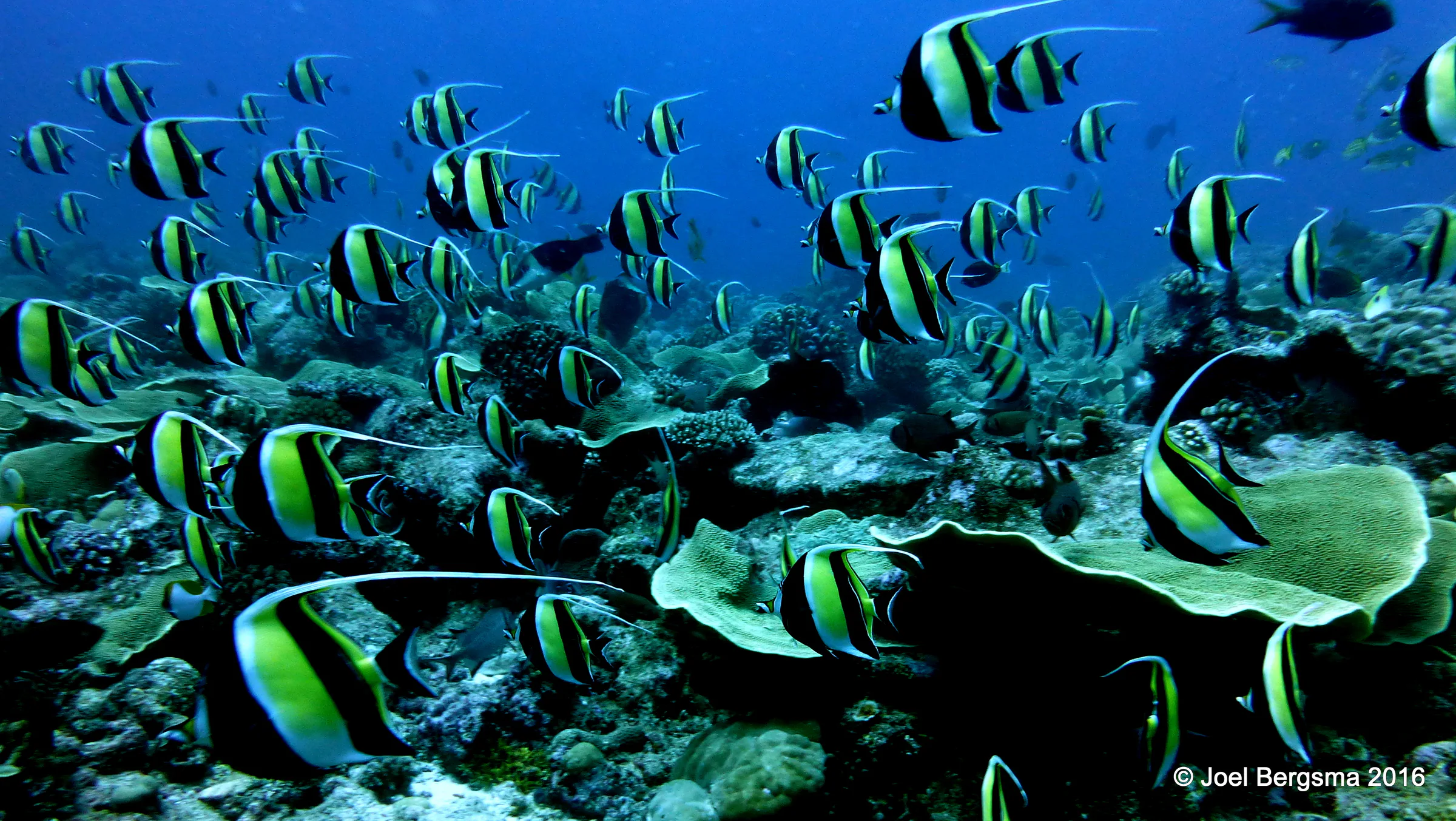 Moorish Idol, Palau, 2016
