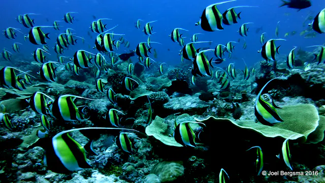 Underwater photograph by Joel Bergsma