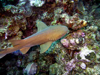 Underwater photograph by Joel Bergsma