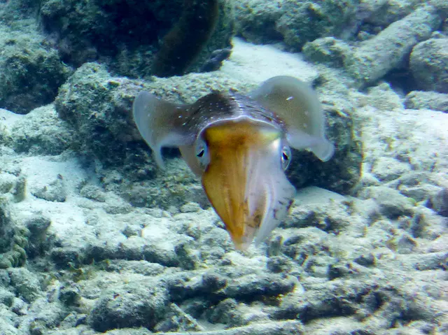 Underwater photograph by Joel Bergsma