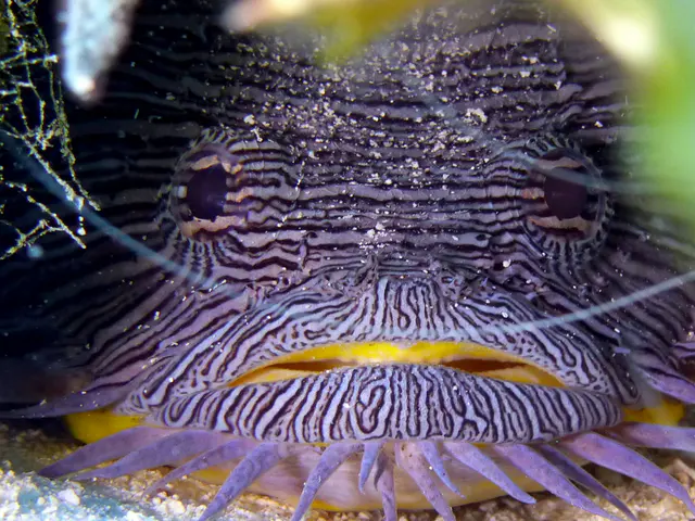 Underwater photograph by Joel Bergsma