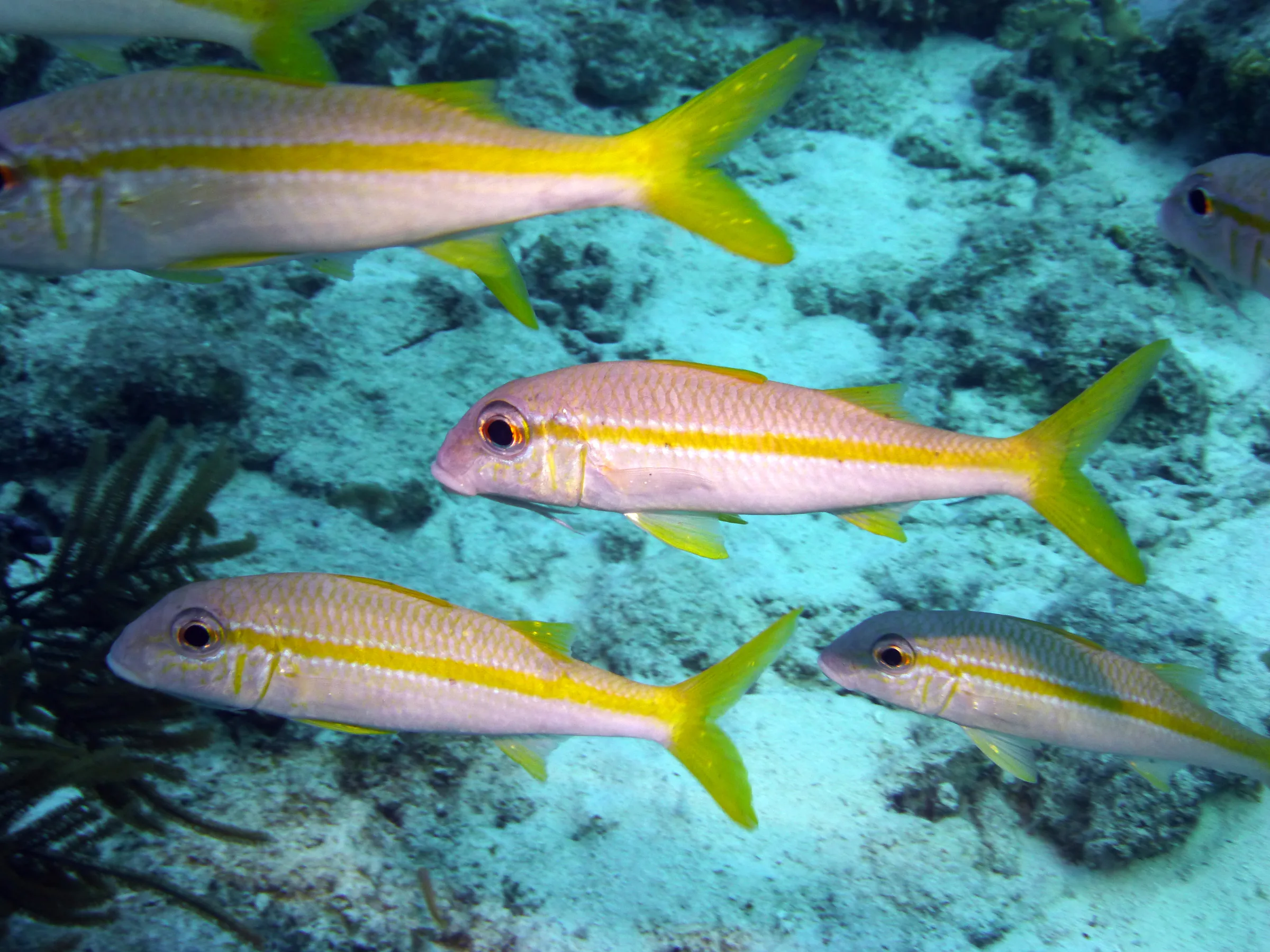 Goatfish, Bonaire, 2013