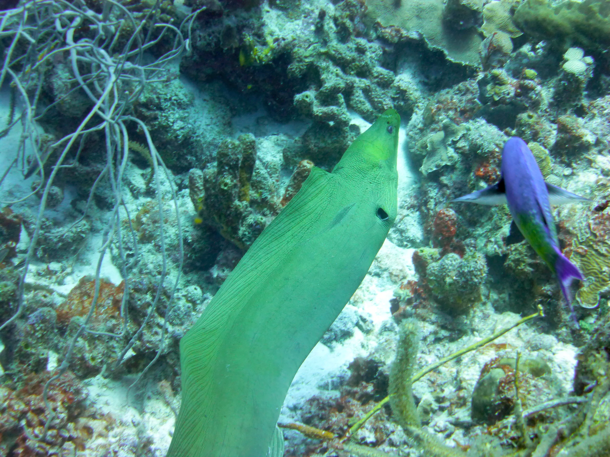 Green Moray Eel, Bonaire, 2013