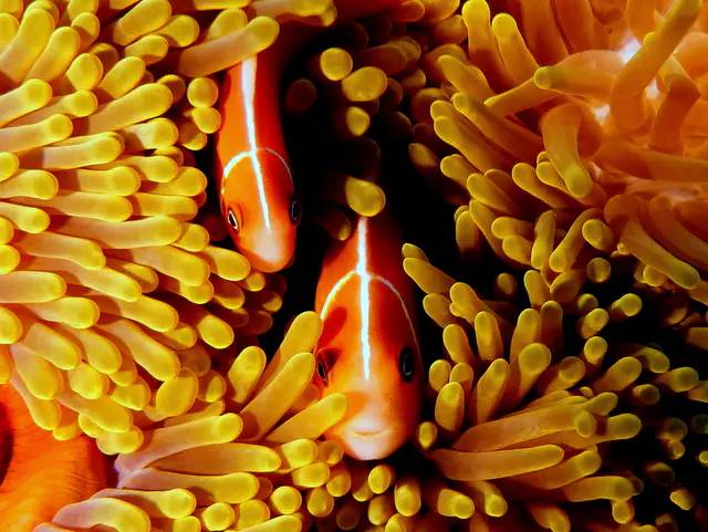 Underwater photograph by Joel Bergsma