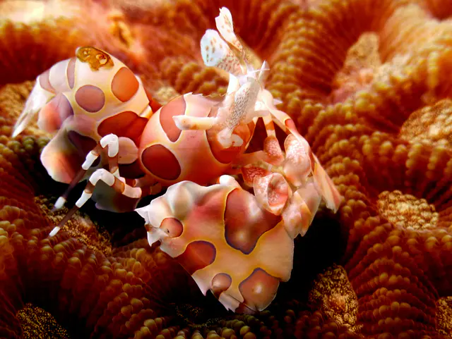 Underwater photograph by Joel Bergsma