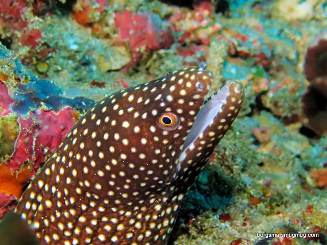 Underwater photograph by Joel Bergsma