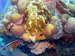 Underwater photograph by Joel Bergsma