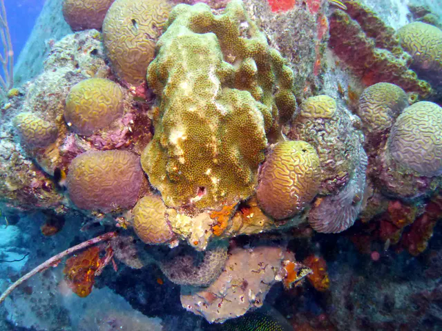 Underwater photograph by Joel Bergsma