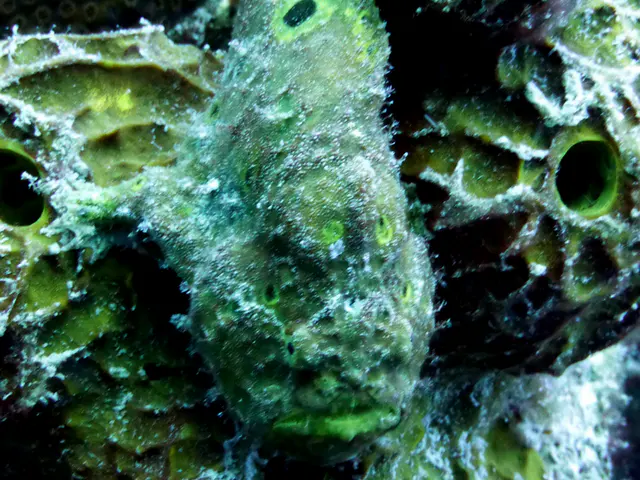 Underwater photograph by Joel Bergsma