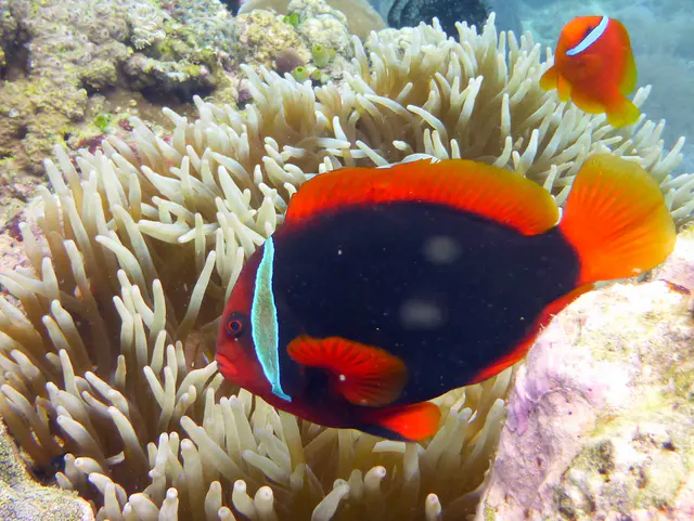 Underwater photograph by Joel Bergsma