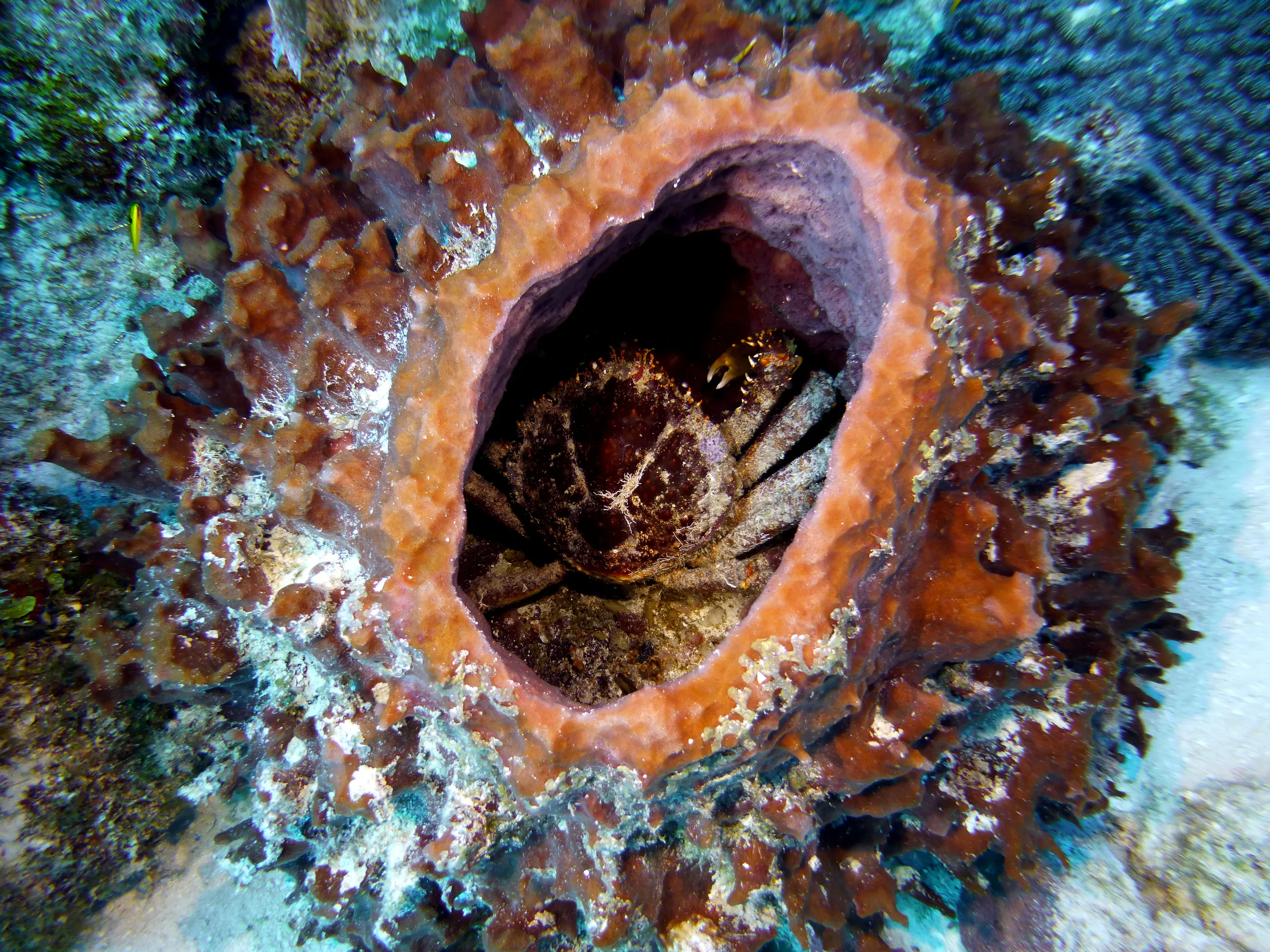 Channel Clinging Crab, Belize, 2017