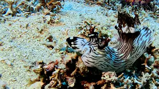 Underwater photograph by Joel Bergsma