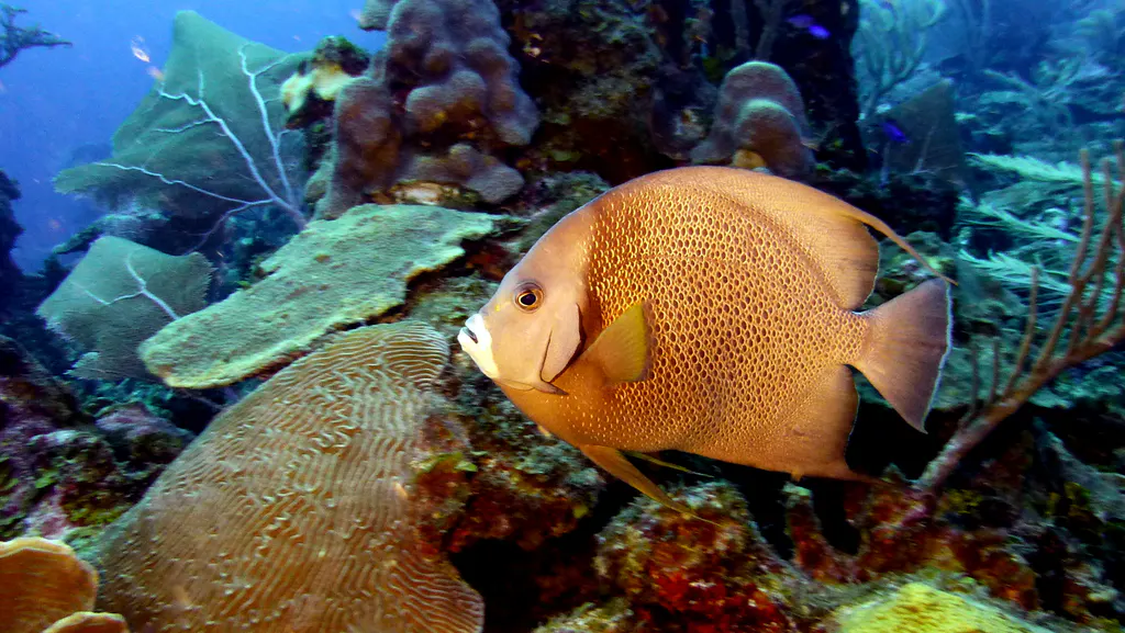 Underwater photograph by Joel Bergsma