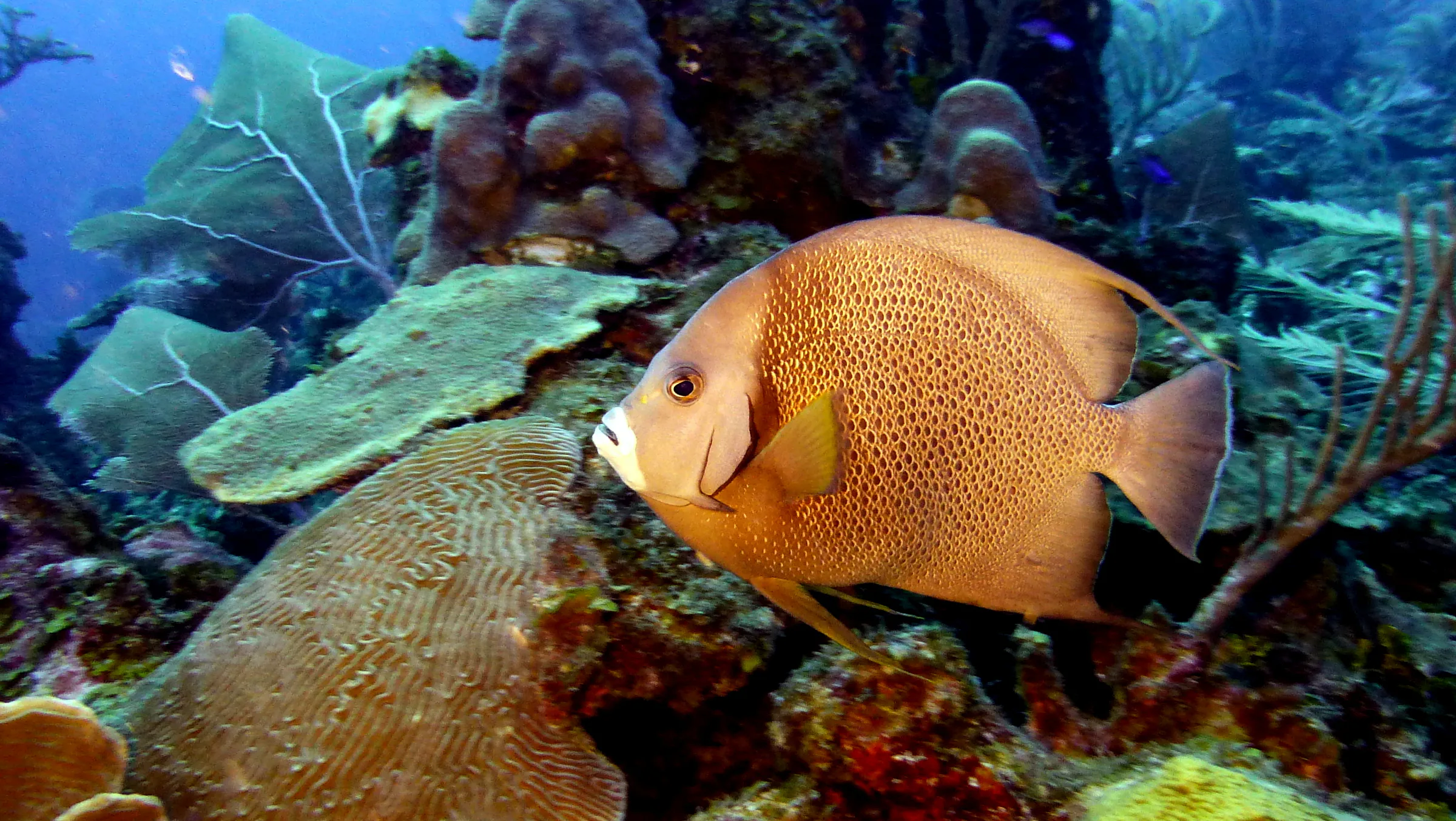 Gray Angelfish, Belize, 2017