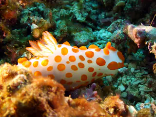 Underwater photograph by Joel Bergsma