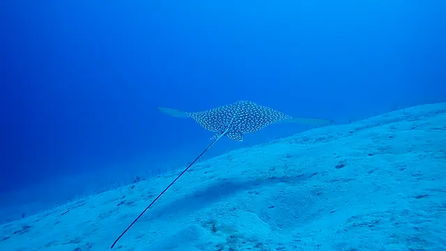 Spotted Eagle Ray