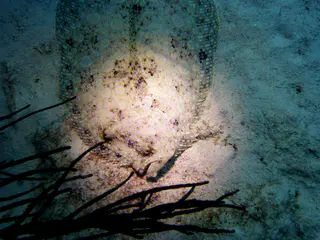 Underwater photograph by Joel Bergsma