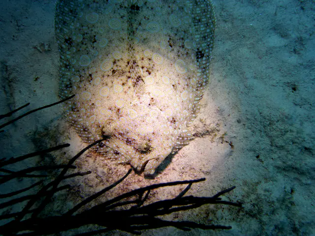 Underwater photograph by Joel Bergsma