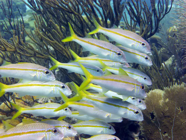 Underwater photograph by Joel Bergsma