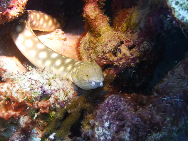 Underwater photograph by Joel Bergsma