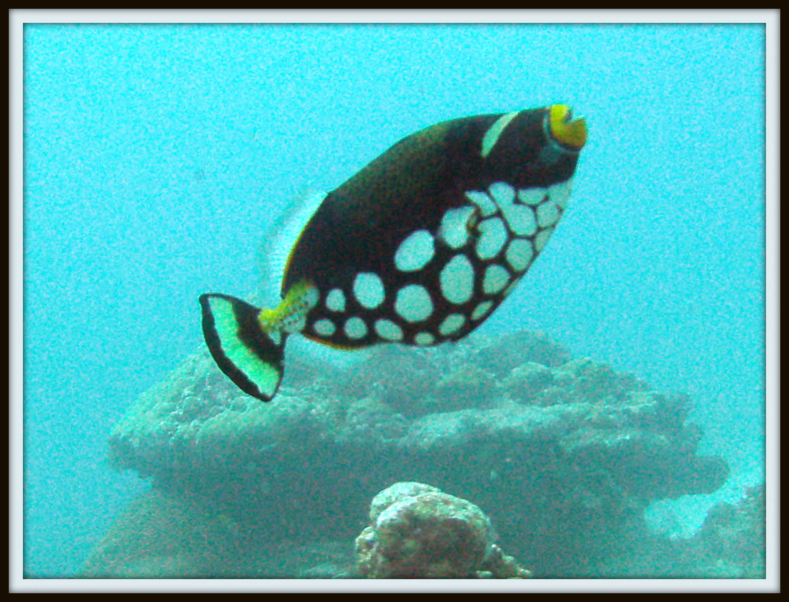 Clown Triggerfish. Clown Triggerfish. See Gerald Allen, et al, Reef Fish Identification - Tropical Pacific (2003) at page 404. The mushroom shaped rock in the background is one of three manta ray cleaning stations at the mouth of the German Channel.