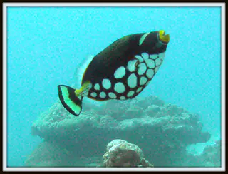 Clown Triggerfish. Clown Triggerfish. See Gerald Allen, et al, Reef Fish Identification - Tropical Pacific (2003) at page 404. The mushroom shaped rock in the background is one of three manta ray cleaning stations at the mouth of the German Channel.