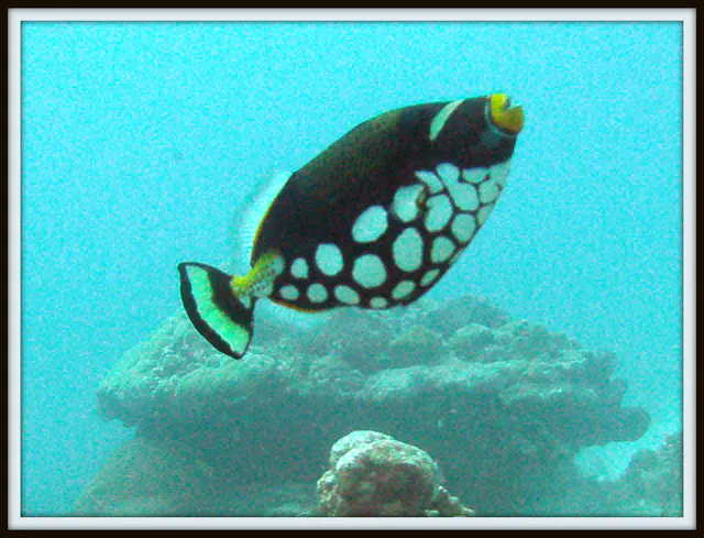 Clown Triggerfish.  Clown Triggerfish.   See Gerald Allen, et al, Reef Fish Identification - Tropical Pacific (2003) at page 404.   The mushroom shaped rock in the background is one of three manta ray cleaning stations at the mouth of the German Channel.