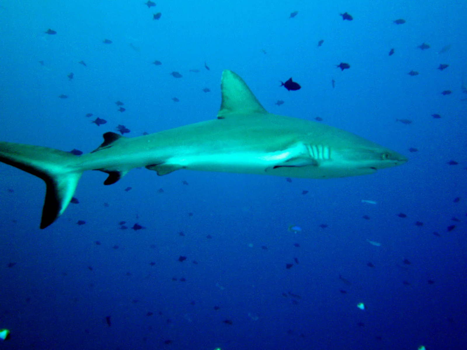 Grey Reef Shark