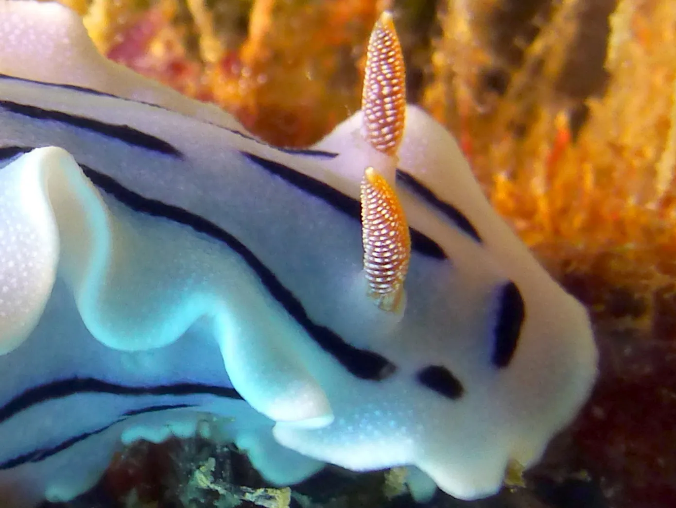 Nudibranch, Philippines, 2014