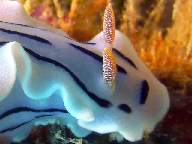 Underwater photograph by Joel Bergsma