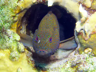 Underwater photograph by Joel Bergsma