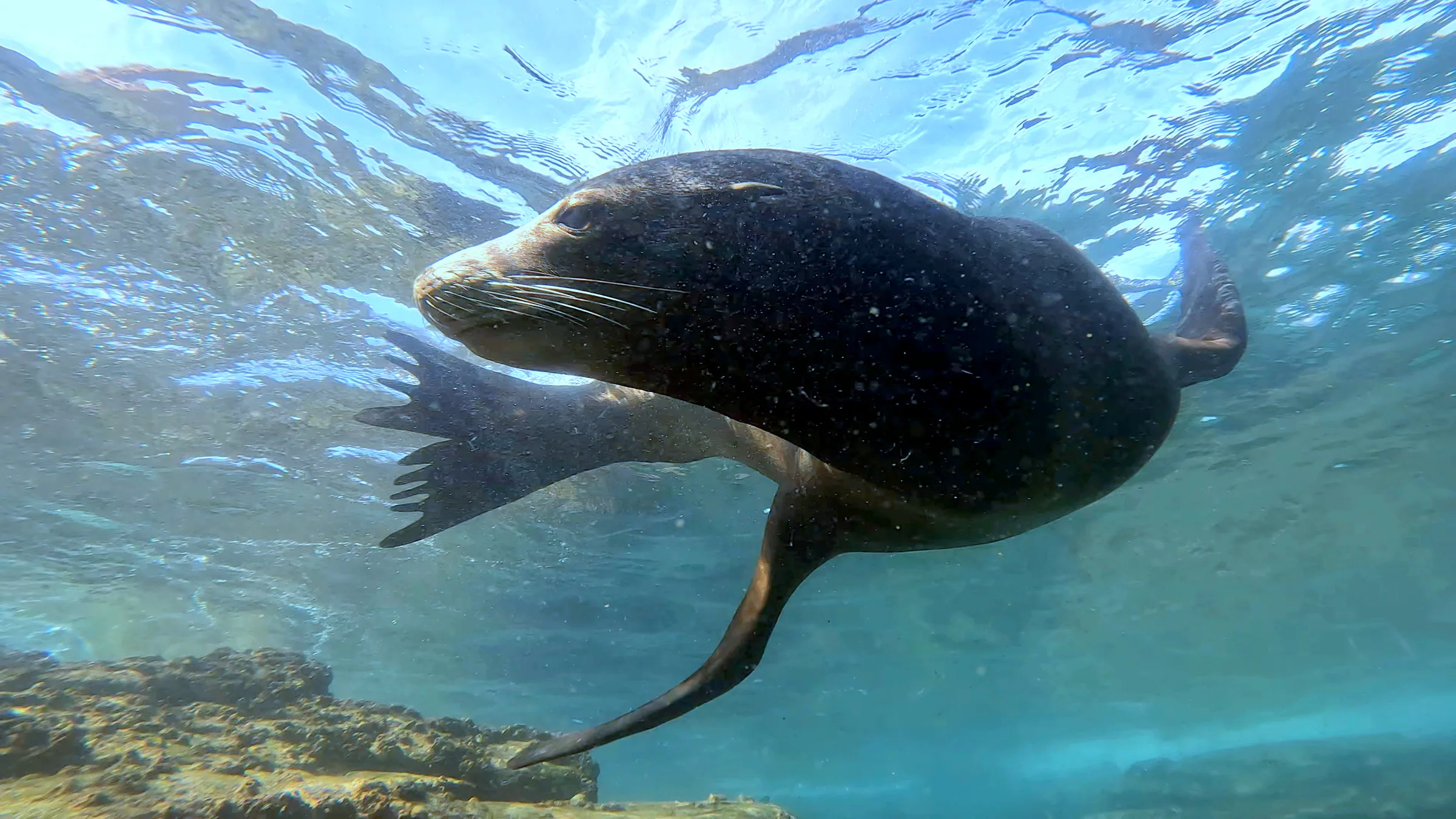 Sea of Cortez underwater photograph, 2023