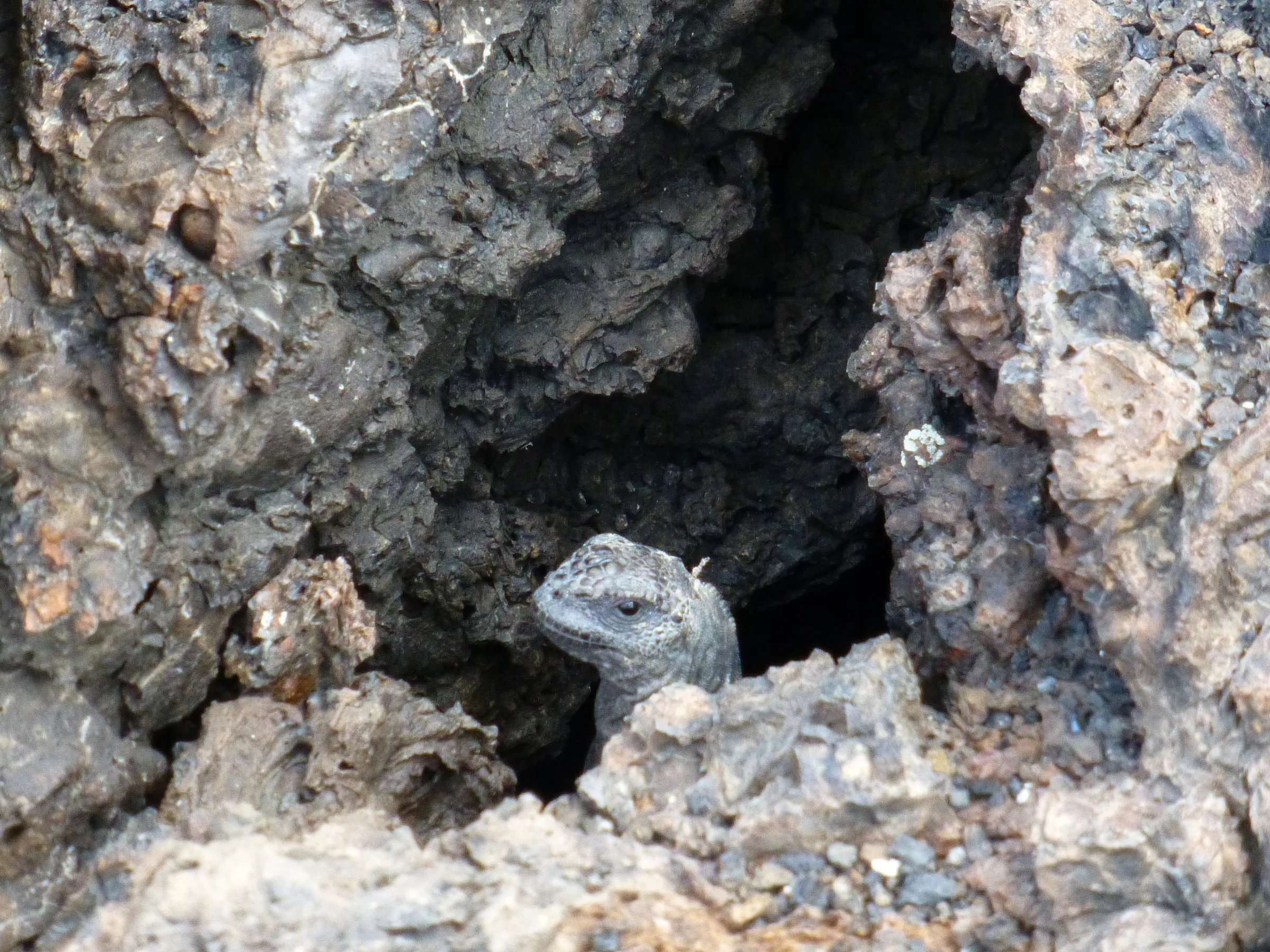 Marine Iguana sticks its head out of a dark hole in the lava.