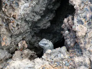 Marine Iguana sticks its head out of a dark hole in the lava.