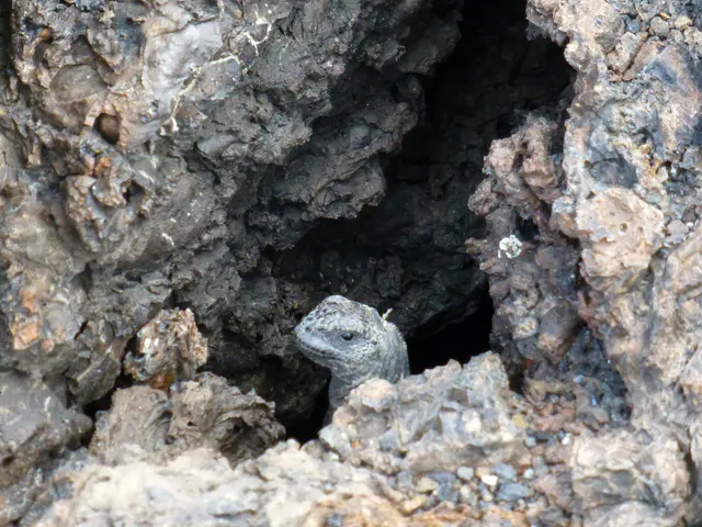 Marine Iguana sticks its head out of a dark hole in the lava.