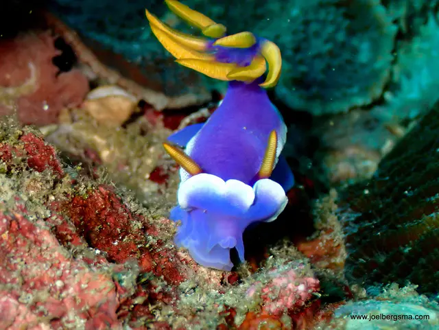 Underwater photograph by Joel Bergsma