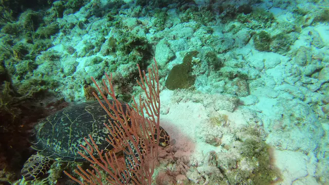 Hawksbill Turtle feeds on sponge