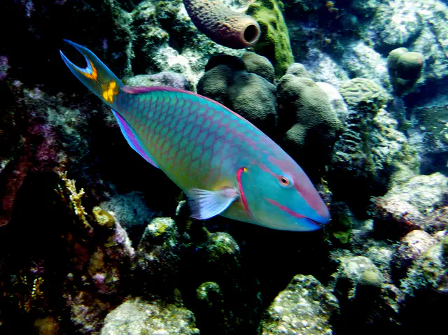 Underwater photograph by Joel Bergsma